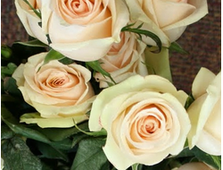 Ла перла., Ч/Г. W. Kordes &amp; Son