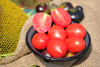 Томат Dwarf Sneaky Sauce (Гном для соуса), 10 шт