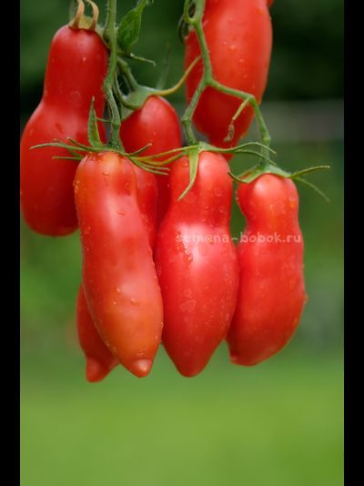 Томат Butalina di Castellamonte  (Бутылочный из Кастелламонте), 10 шт