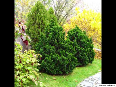 Кипарисовик Нана Грасилис - Nana Gracilis