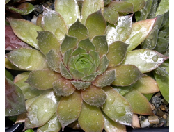 Sempervivum 'ALCHIMIST’ - розетка