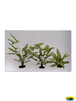 81013-30 Растение шелк.Анубиас Хастифолия 30см