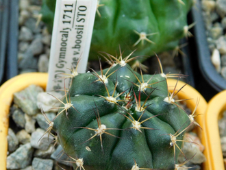 Gymnocalycium damsii ssp.evae v.boosii STO 1711 (D=20-25мм)