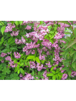 Дейция гибридная Строберри Филдс