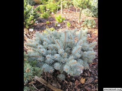 Ель колючая Рифли - Rifle