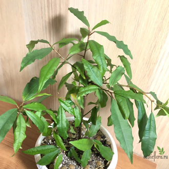 Ficus Formosana Maxim / фикус формозана