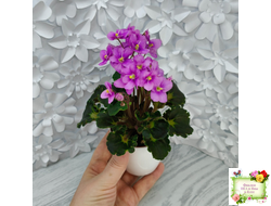 LV-Ланселот (Л. Шевелева) 2025 г. (клакамусный гёрл с кроновой пестролистностью) (стартер)