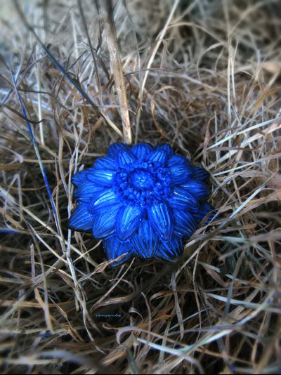 "Цветок, отражающий небо" - волшебное кольцо
