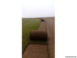 Рулонный газон Биг-ролл