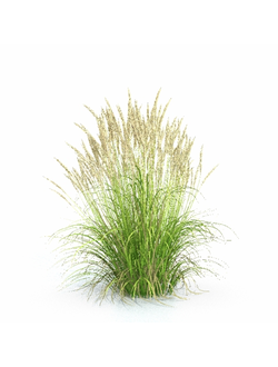 трава Вейник остроцветковый 01