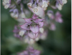 Гидролат Шалфея Мускатного