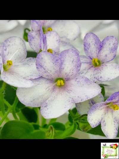 Белый Клоун (Е. и Я. Немчиновы) 2025 г. трейлер (пасынок укоренённый)