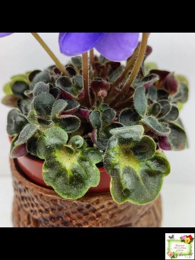 Mac&#039;s Pizza Pizzicato (G. McDonald) 01/31/2008 (гёрл-лист)