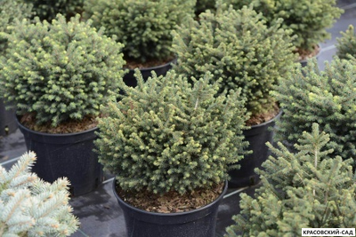 Ель Карел - Karel