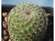 Mammillaria huitzilopochtli FO 13- 5 семян