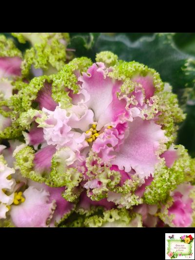 МТ-Античная Брошь (М. Тотиева) 2025 г. (лист посажен 24.01.26)