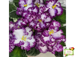 АВ-Навсегда (Фиалковод) 2021 г. (лист посажен 03.11.25)