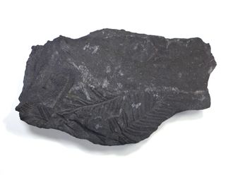 Отпечатки папоротников на угольном сланце, возраст 310-320 млн.лет. Восточный Донбасс (110*61*21 мм, вес: 151 г) №16907