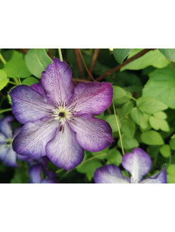 Клематис Venosa Violacea (Веноза Волюцея), контейнер 2л