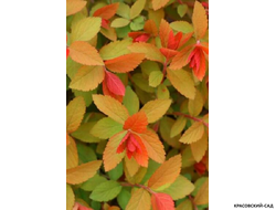 Купить спирею японскую Мерло Стар в Москве можно на сайте Красовский Сад.рф