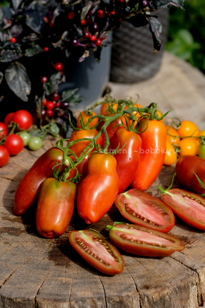 Томат Черный перец (Black Pepper), 10 шт