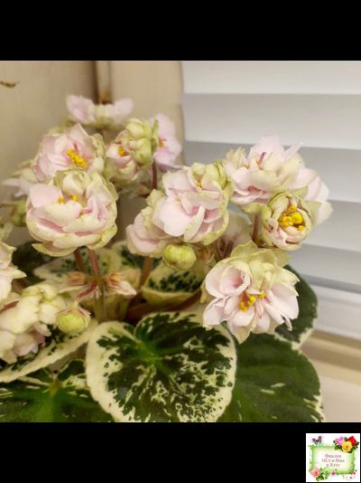 ЛЕ-Элли (Е. Лебецкая)