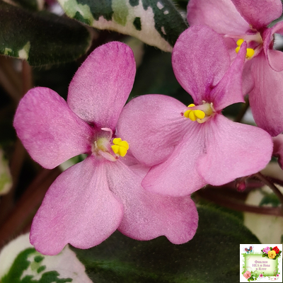 Mac's 1306-2 (G.McDonald) трейлер