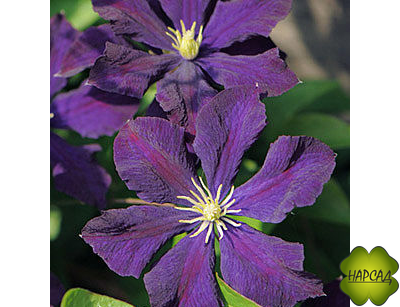 Клематис "Etoile Violette" (Этуаль Виолетт) (3 группа обрезки) саженец 3 года