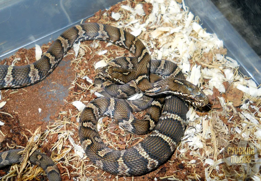 Амурский полоз, Полоз Шренка, Русский полоз, Elaphe shrenckii
