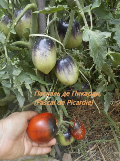 Томат Паскаль из  Пикардии (Pascal de Picardie), США