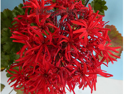 Пеларгония Mini-Czech