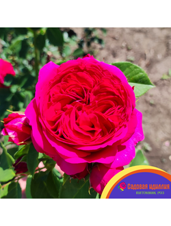 Софи Луиза (Sophie Luise)