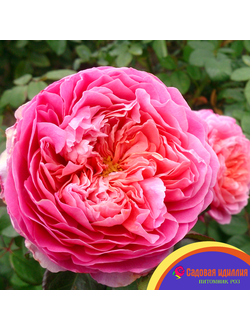 Айсфогель (Eisvogel)