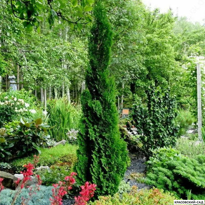 Туя Бробекс Тауэр - Brobeck's Tower