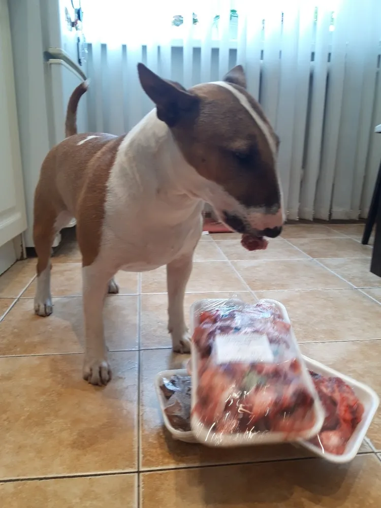 Хозяйка Светлана: "Это конечно не все, что мы сегодня купили, остальное уже в холодильнике, это на ужин 