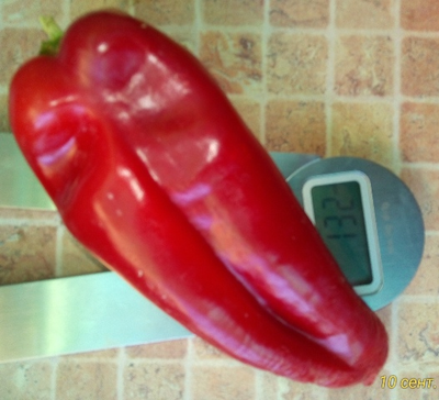 Перец сладкий Виктория