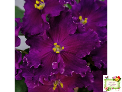 NiK-Аристократ (Н. Булко)