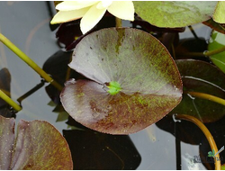 Нимфея Монстр Еллоу