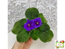 Nik-Сокровище Каравана (Н. Булко) 2022 г.