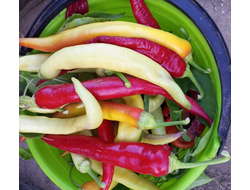 Перец острый Бочковой