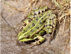 Озерная лягушка (Rana ridibunda)