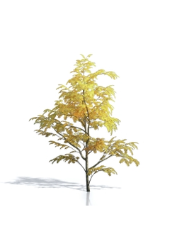 Billboards Дерево осеннее_16