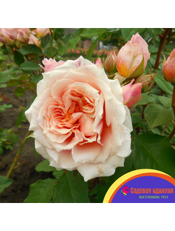 Поль Бокюз (Poul Bocuse)