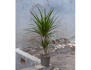 Dracaena marginata hojas caidas