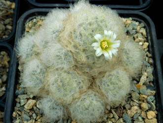 Mammillaria plumosa SB 834 - 10 семян