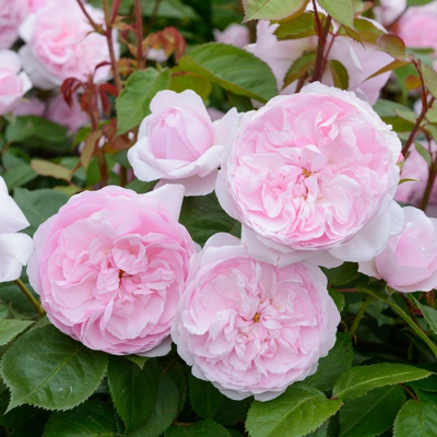 Роза Оливия Роуз Остин (Rosa Olivia Rose Austin), ОКС,  Россия