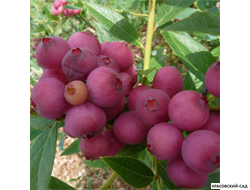 Голубика Пинк Лемонейд - Pink Lemonade