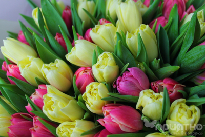 БУКЕТ МОНО ЦВЕТОВ № 325