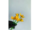 Силиконовый вайнер для фоамирана «Лепестки мини тюльпана + тычинки» (ELF_decor)