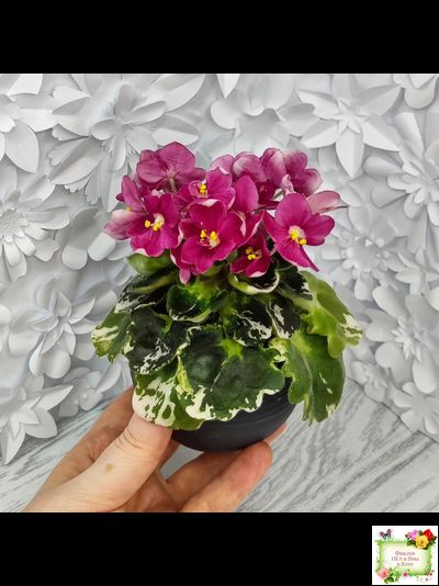 ЛЕ-Фруктовая Мармеладка (Е.Лебецкая) 2017 г. (пестролистный гёрл)